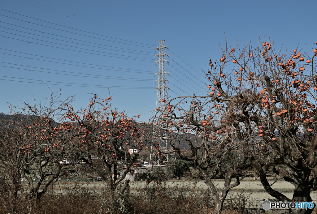 晩秋の柿