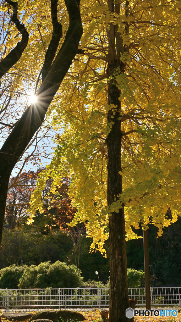 朝日とイチョウ