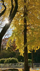 朝日とイチョウ