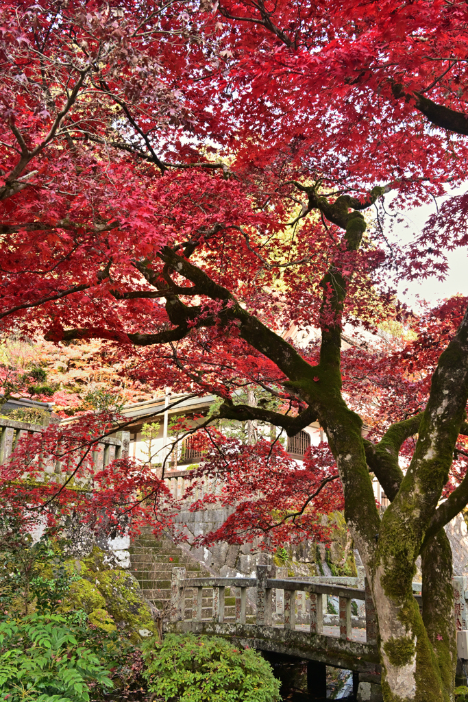 紅葉の下の石段と石橋