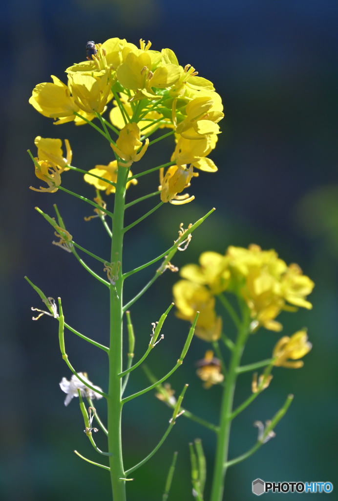 もうすぐ春だ♬