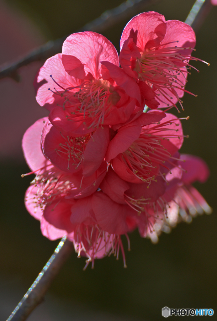 肌を寄せ合って