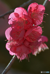 肌を寄せ合って