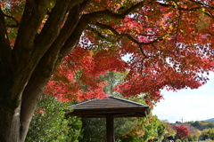 紅葉の下の休憩所