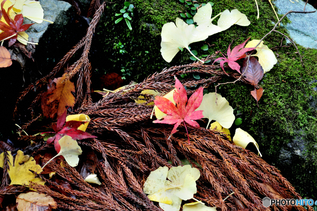 雨上がりの落ち葉