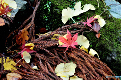 雨上がりの落ち葉