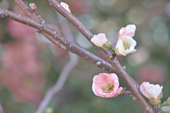 ひっそりと開花