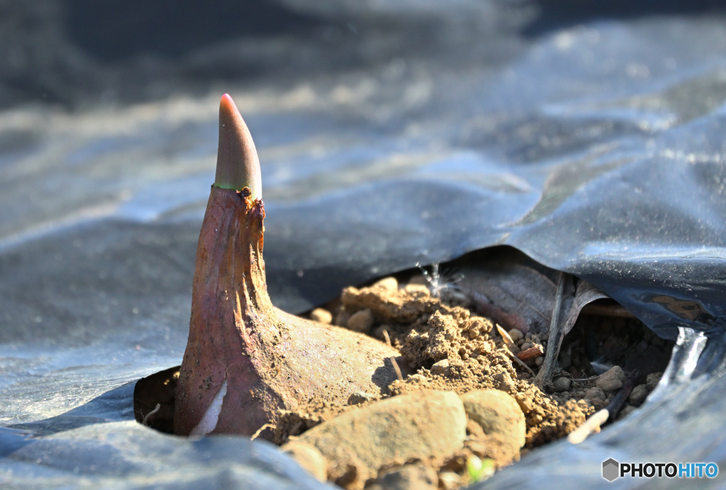 眩しくて目(芽)が覚めた