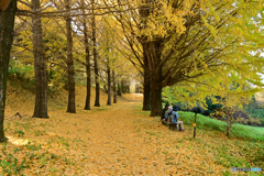 銀杏よりあちらの方がいい景色！？