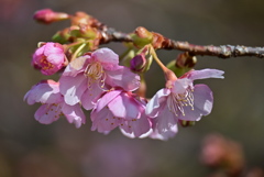 もう少しで咲揃い