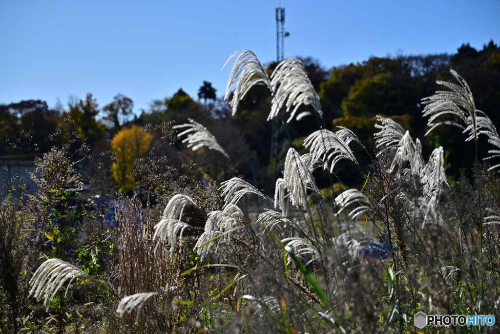 銀色に輝くススキ