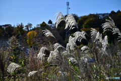 銀色に輝くススキ