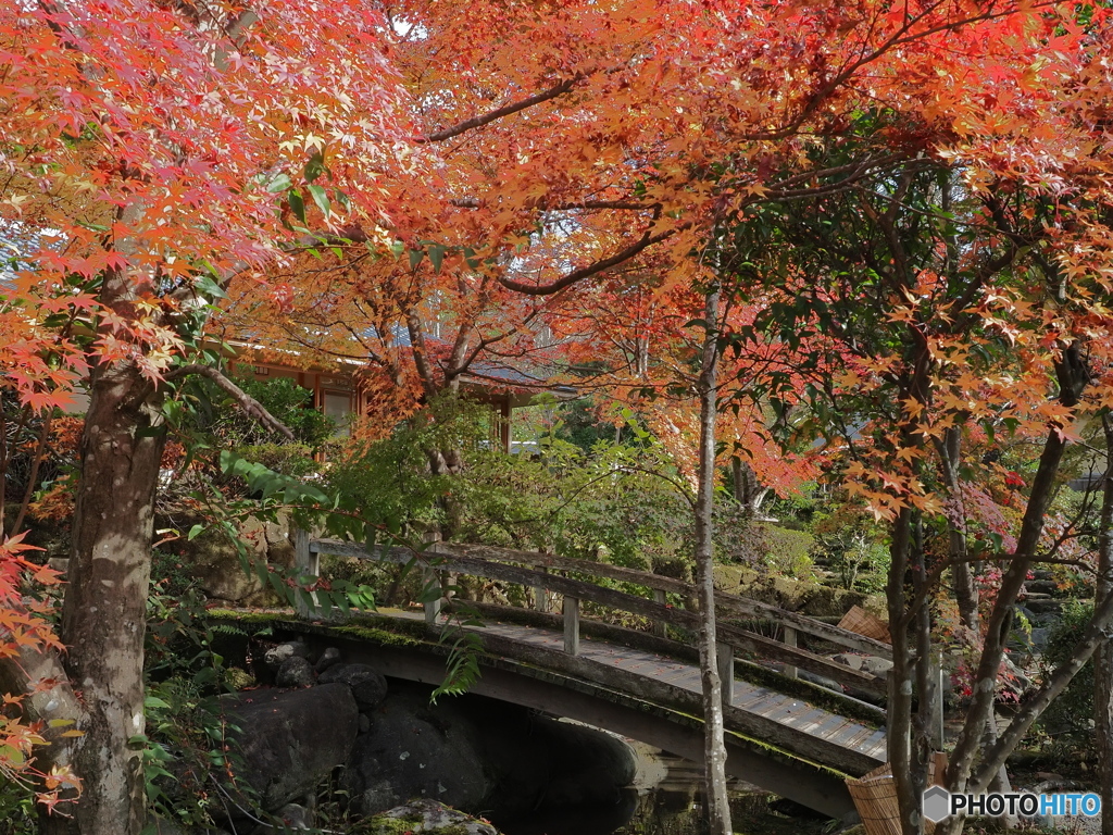 木橋と紅葉