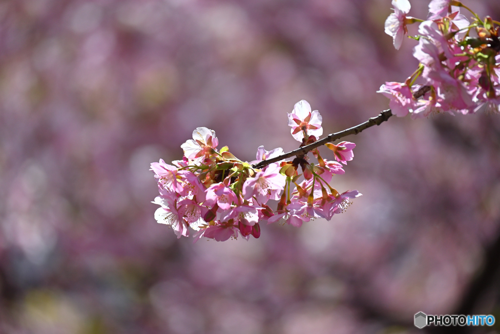 仲間たちに見守られて