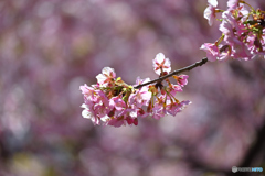 仲間たちに見守られて