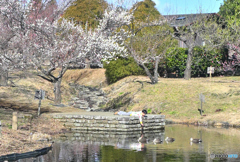 鴨さんと遊びたい