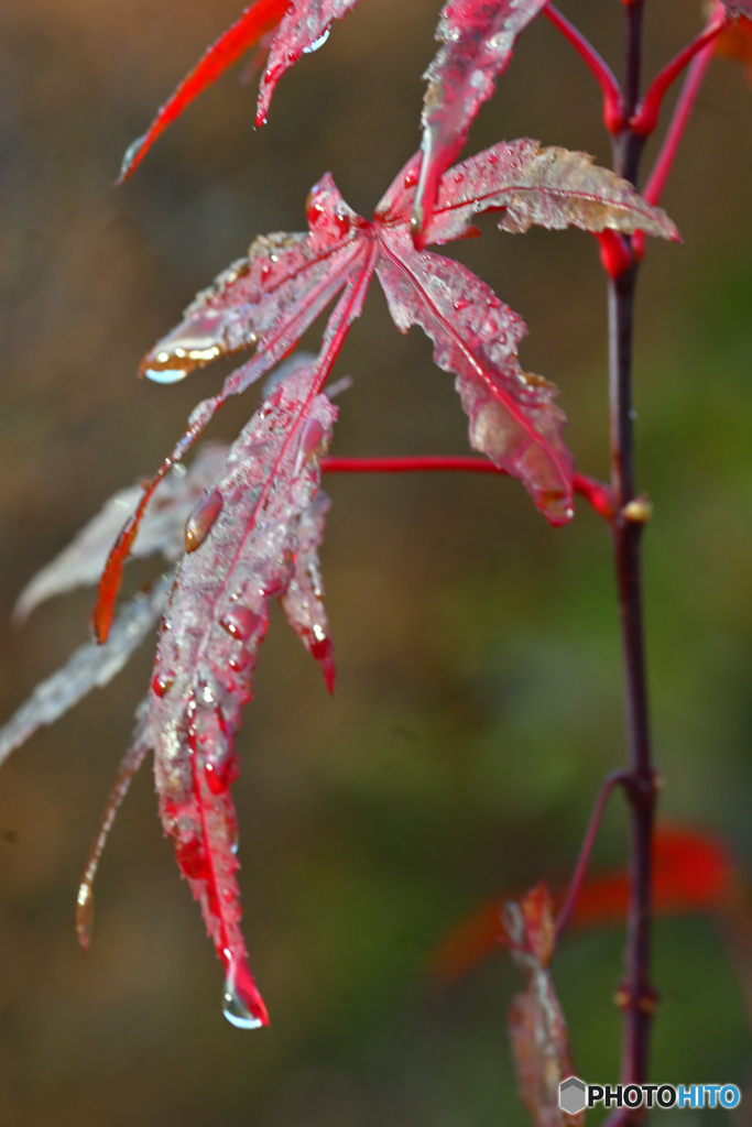 雨上がりの水滴