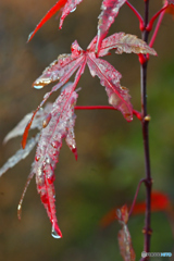 雨上がりの水滴