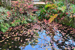 紅葉の池