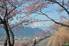 富士と桜を見ながら散歩