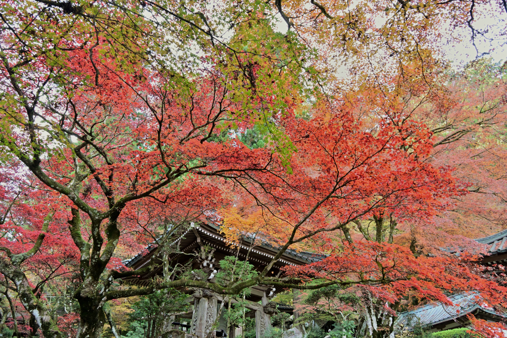 紅葉と鐘撞堂