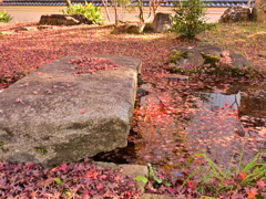 枯山水と紅葉