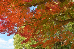 爽やかな紅葉の空