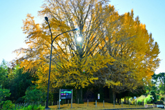 黄金色の中の朝陽