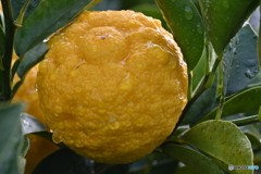 冬なのに汗っかき