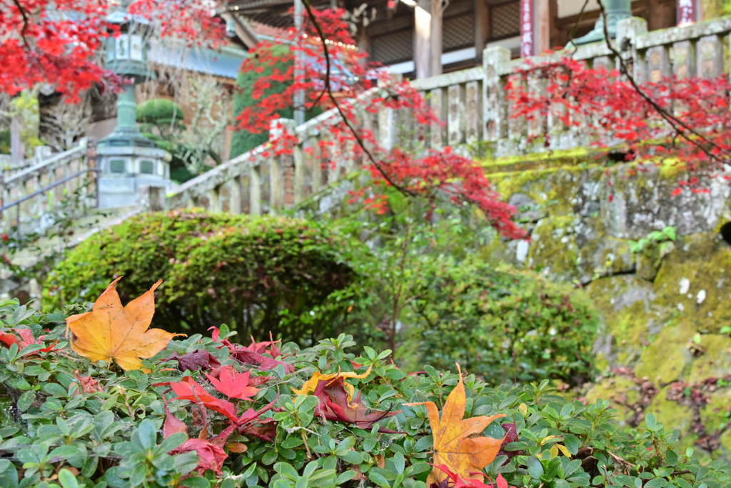 緑の上の落ち葉