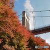 吊り橋と紅葉2