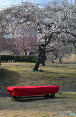 お花見でもしましょうか