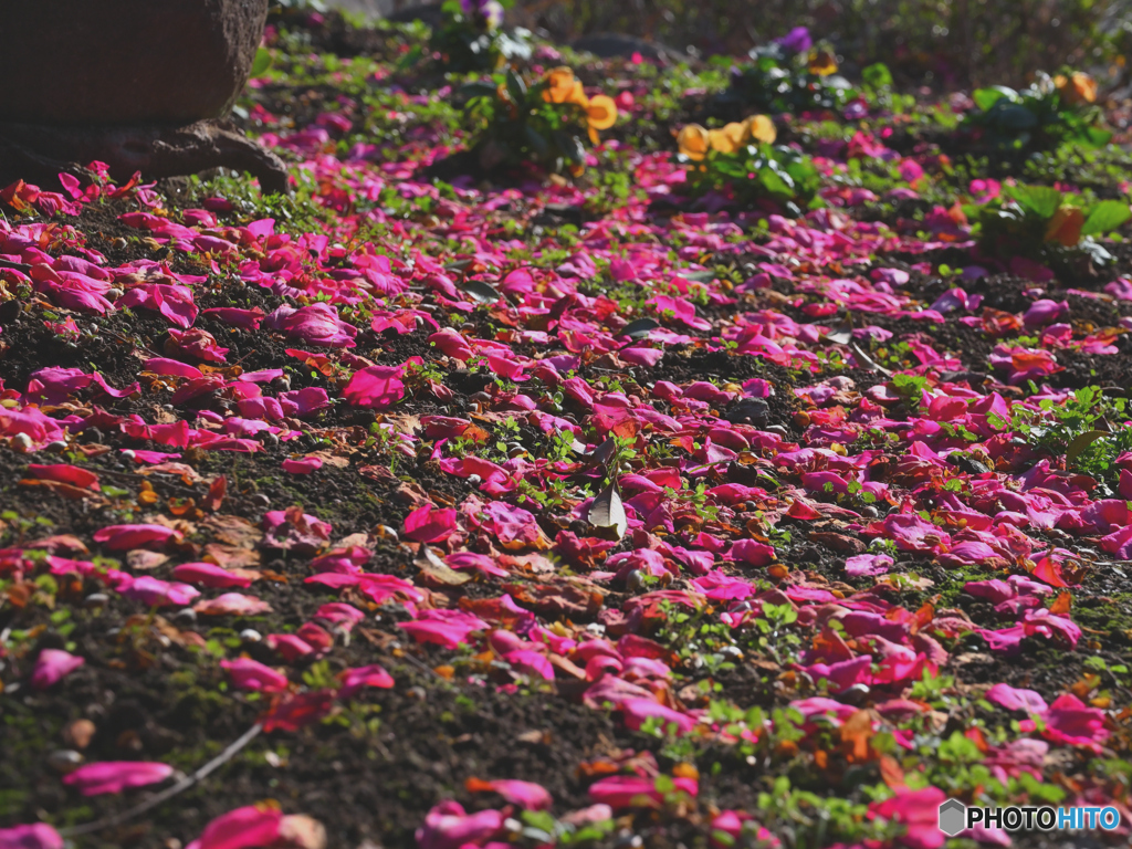 のんびり日光浴