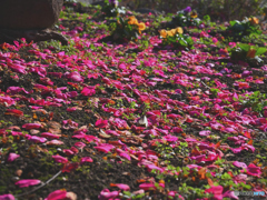 のんびり日光浴