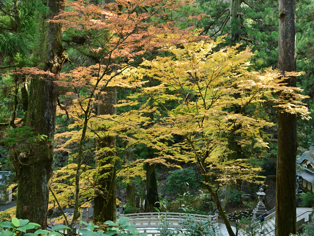 橋の上で抱き愛