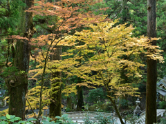 橋の上で抱き愛