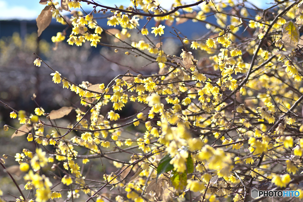 黄色いカーテン