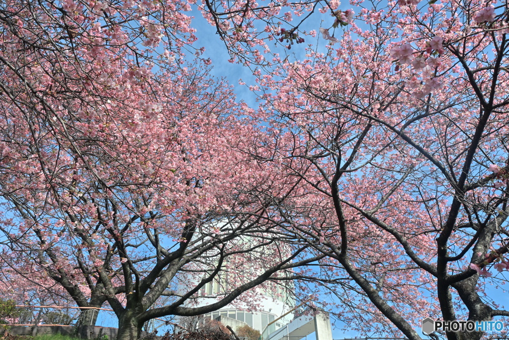 トリコロールな景色