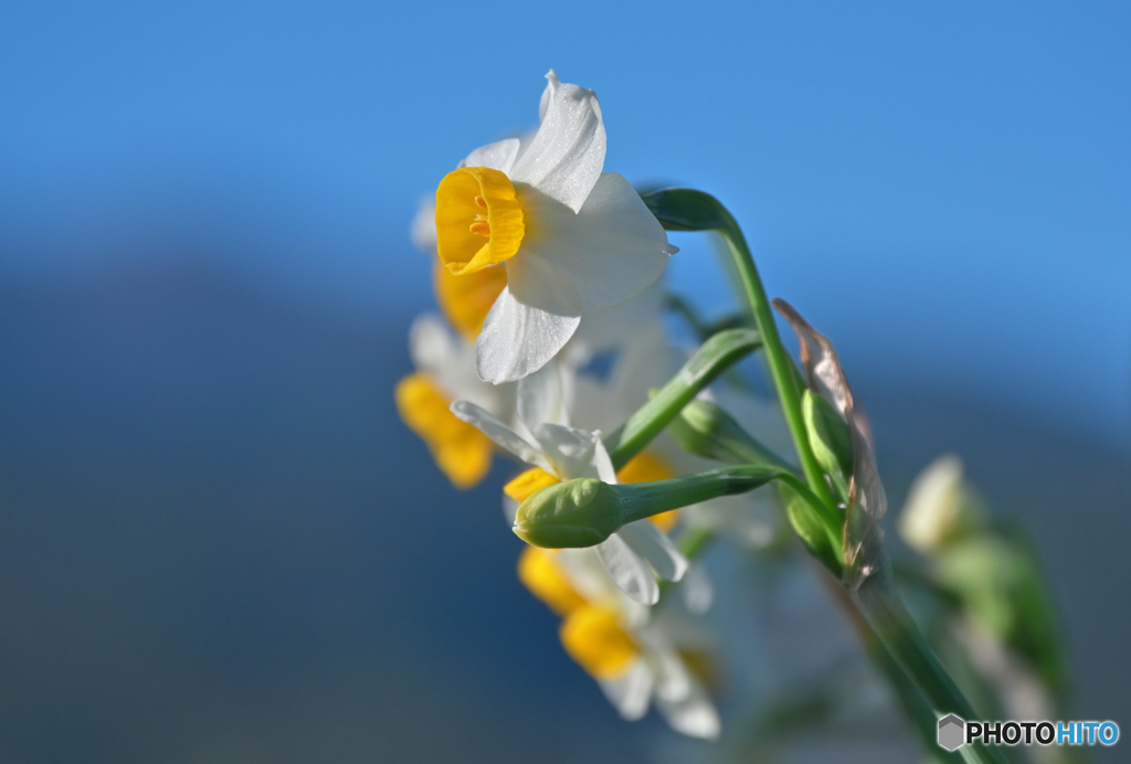 待ちわびる春の訪れ