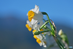 待ちわびる春の訪れ