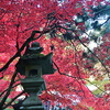 燈籠と紅葉