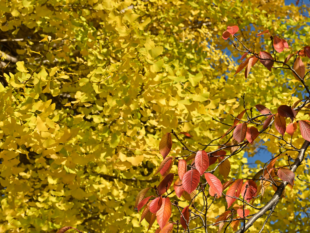 サクラとイチョウ