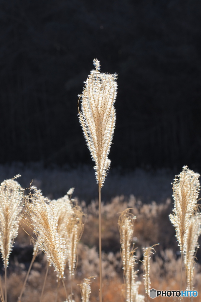 まっすぐに伸びろ！