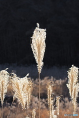 まっすぐに伸びろ！