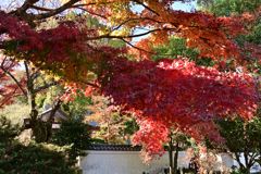 紅葉と白壁