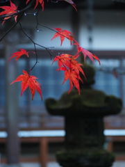 晩秋の冷たい雨