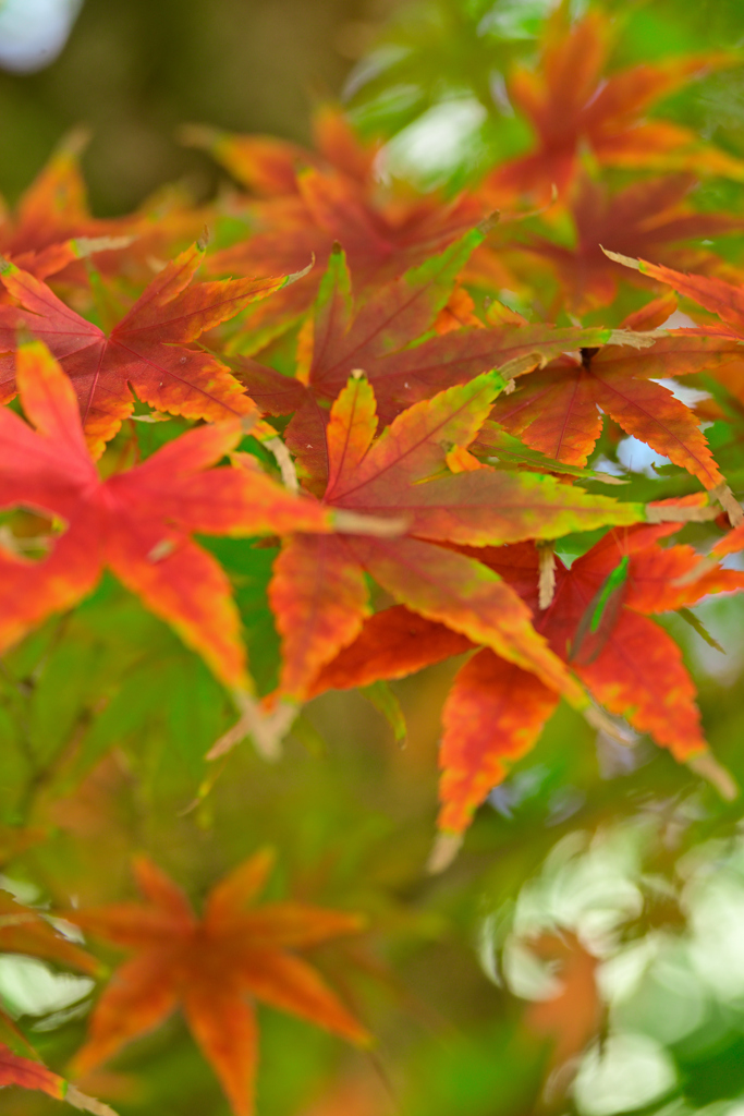 グラデーション