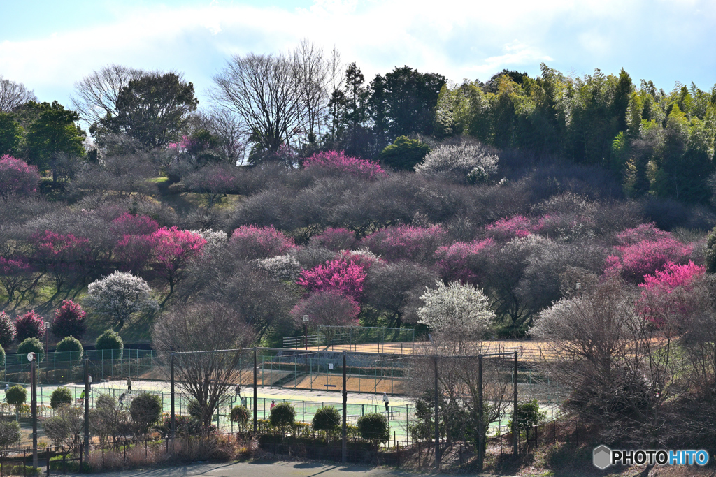 咲いてきましたよ