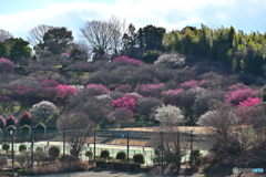 咲いてきましたよ
