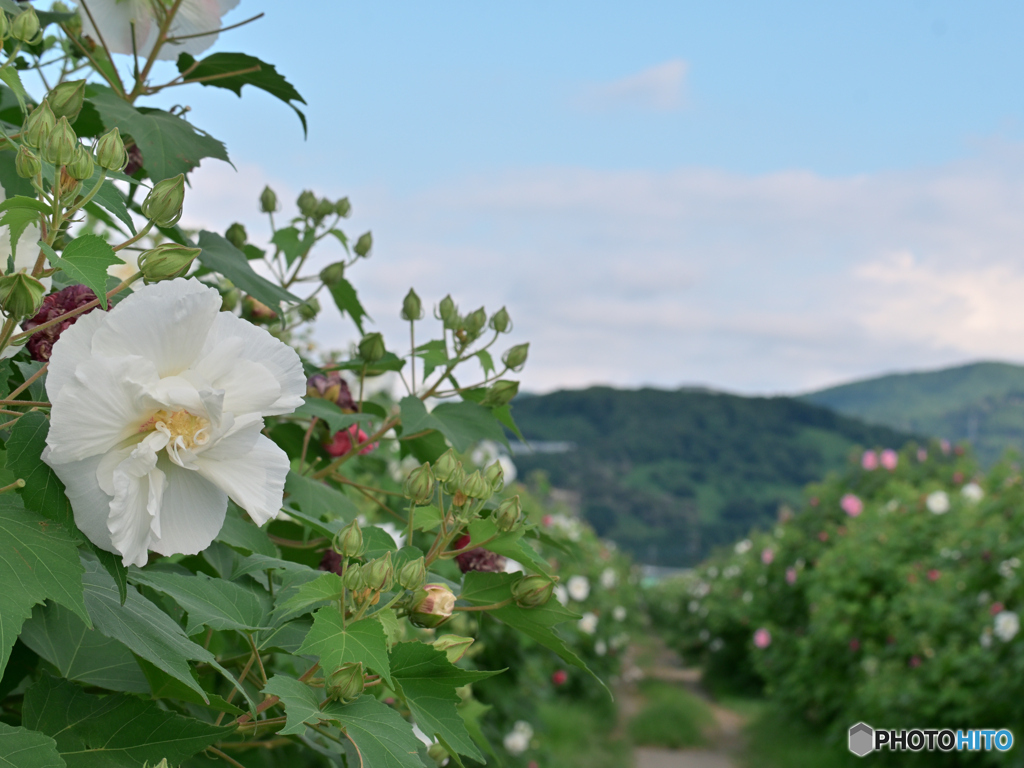 酔芙蓉に囲まれて